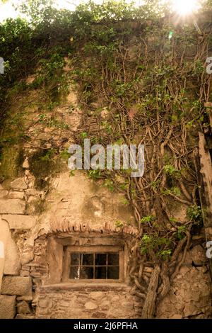 Antico edificio in pietra esterno con finestra e piante striscianti su un edificio medievale europeo Foto Stock