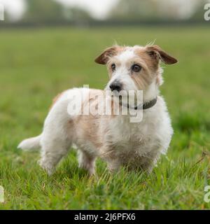 Jack Russell Terrier Foto Stock