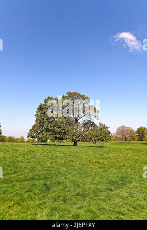 Querce, quercus robur che entra in foglia in un idilliaco paesaggio rurale britannico nel Surrey Hills Inghilterra Regno Unito Foto Stock