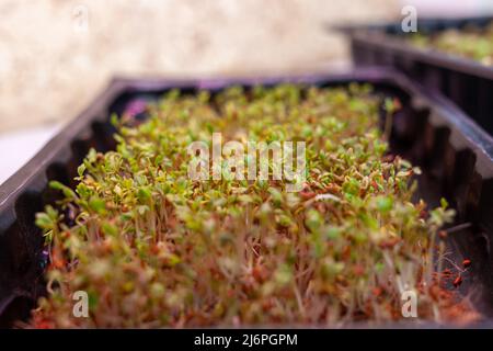 Germogli di rafano viola micro-verde in un vassoio o contenitore sotto la lampada. In primo piano a casa crescono i germogli di rafano o basilico. Il concetto di vegan e. Foto Stock