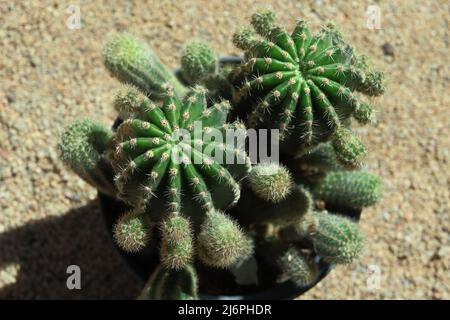 Piccoli cactus in un giardino visto dall'alto Foto Stock