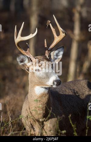 Il cervo Whitetail a 8 punti si affaccia sulla fotocamera con il sole che splende su di lui Foto Stock