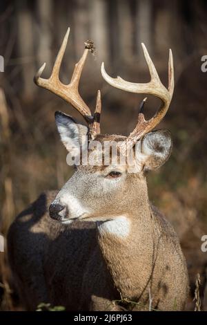 Il cervo Whitetail a 8 punti si affaccia sulla fotocamera con il sole che splende su di lui Foto Stock