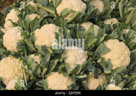 Bella cavolfiori freschi cibo verde isolato, biologico nel giardino naturale cibo verdura area sullo sfondo. Foto Stock