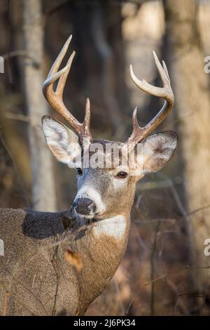 Il cervo Whitetail a 8 punti si affaccia sulla fotocamera con il sole che splende su di lui Foto Stock