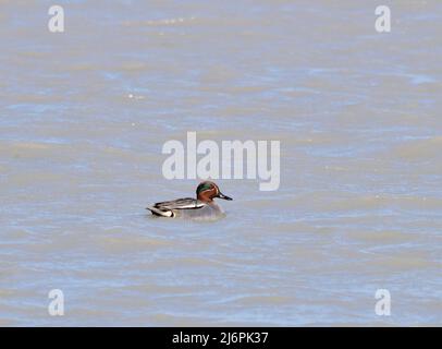 Teal eurasiatico - maschio Anas crecca a Zicksee, Austria Foto Stock