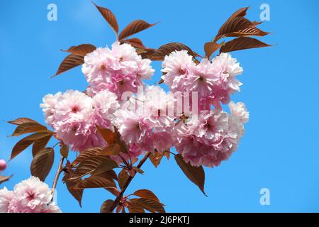 Ciliegio giapponese, ciliegio collinare, ciliegio orientale, ciliegio asiatico orientale, giapponese Blütenkirsche, Prunus serrulata, japáncseresznye Foto Stock