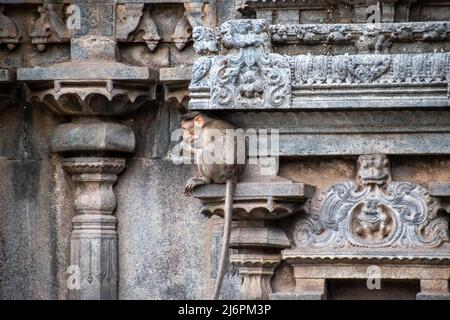 Una giovane scimmia rhesus macaque seduta su un muro di pietra nell'antico tempio indù di Jalakandeswarar nella città di Vellore. Foto Stock