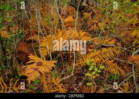 Canada, Maritimes, Nuova Scozia, Digby County, Long Island, Digby Neck, Baia di Fundy, boschi Foto Stock