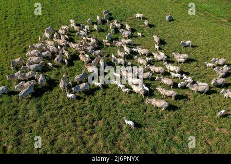 Vista dall'alto della mandria di bestiame di nellore su pascoli verdi in Brasile Foto Stock