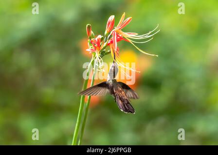 Giovane, hummingbird Ruby Topaz, zanzare di Chrysolampis, nutrendo su una fioritura di giglio di Guernsey arancione, polline che cadono dallo stamen del fiore. Foto Stock