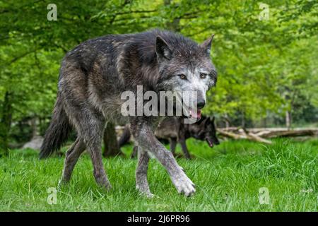 Due lupi neri del nord-ovest / lupo della valle di Mackenzie / lupo di legno dell'Alaska / lupo di legno canadese (Canis lupus occidentalis) che caccia nella foresta Foto Stock