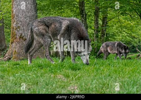 Due lupi neri del nord-ovest / lupo della valle di Mackenzie / Alaskan / lupo canadese del legno (Canis lupus occidentalis) caccia e fiutare sentiero nella foresta Foto Stock