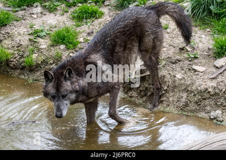 Lupo nero nordoccidentale / lupo Mackenzie Valley / Alaskan / lupo canadese in legno (Canis lupus occidentalis) che attraversa il fiume Foto Stock