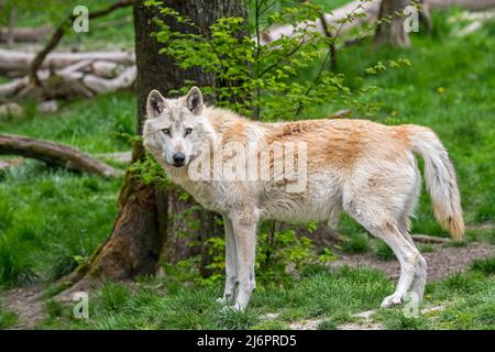 Lupo bianco nordoccidentale / lupo Mackenzie Valley / lupo di legno dell'Alaska / lupo di legno canadese (Canis lupus occidentalis) nella foresta Foto Stock