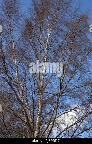 Silver Birch ambientato contro il cielo azzurro in primavera Foto Stock