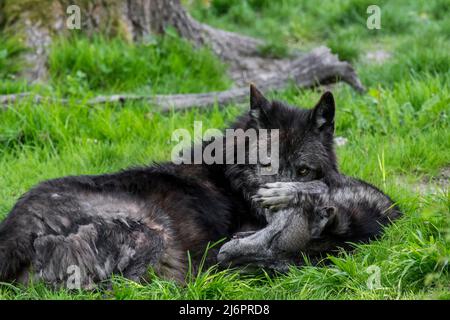 Due lupi neri del Northwestern / Mackenzie Valley Wolf / Alaskan / Canadian Wolf in legno (Canis lupus occidentalis) uno che mostra un comportamento sottomesso Foto Stock