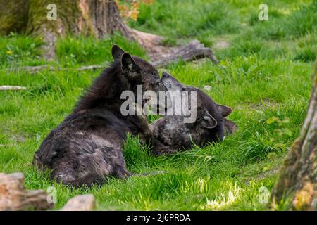 Due lupi neri di legno dell'Alaska nordoccidentale (Canis lupus occidentalis) uno che mostra comportamento sottomesso attaccando il naso nella bocca dominante del lupo Foto Stock