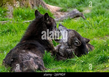 Due lupi neri di legno dell'Alaska nordoccidentale (Canis lupus occidentalis) uno che mostra comportamento sottomesso attaccando il naso nella bocca dominante del lupo Foto Stock