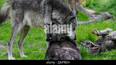 Tre lupi neri del Northwestern / Mackenzie Valley Wolf / Alaskan / Canadian Wolf in legno (Canis lupus occidentalis) due che mostrano un comportamento sottomesso Foto Stock