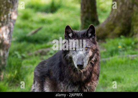 Lupo nero nordoccidentale / lupo Mackenzie Valley / lupo di legno dell'Alaska / lupo di legno canadese (Canis lupus occidentalis), la più grande sottospecie di lupo grigio Foto Stock