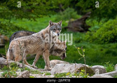 Due lupi grigi europei / lupi eurasiatici / lupo comune (Canis lupus lupus) foraging in foresta larga Foto Stock