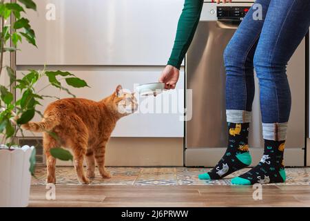 Donna irriconoscibile che alimenta il suo gatto in calze Foto Stock