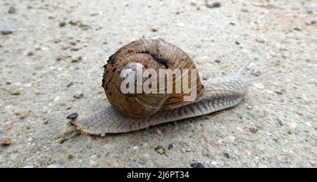 Una lumaca romana (lumaca di Borgogna, lumaca commestibile, o scargot) che passa il sentiero. Il suo nome in latino è Helix pomatia. Foto Stock