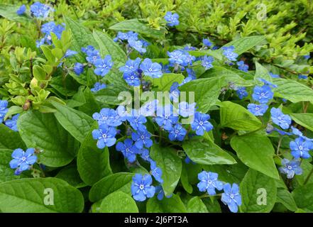 Una pianta lucentezza siberiana (grande scordami-me-no, largeleaf brunnera o heartleaf) con bei fiori blu dopo la pioggia. Foto Stock