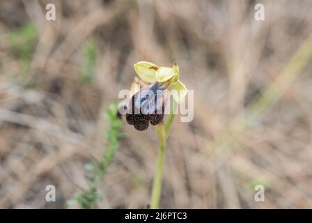 Arcobaleno Orchidea (orchidea iricolor) Foto Stock