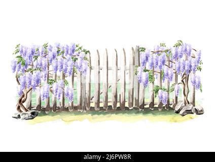 Recinzione con una pianta di fiore di Wisteria arrampicata. Illustrazione di acquerello disegnata a mano isolata su sfondo bianco Foto Stock