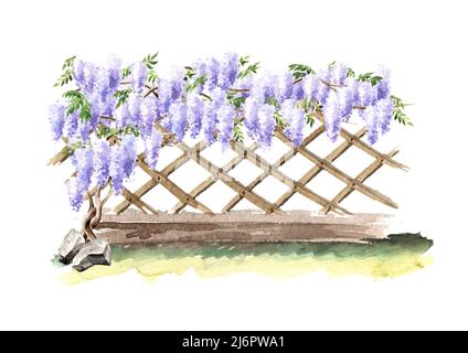 Recinzione con un albero di fiore Wisteria arrampicata. Illustrazione di acquerello disegnata a mano isolata su sfondo bianco Foto Stock