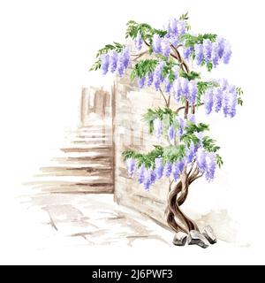 Antica architettura e albero fiorito di Wisteria. Illustrazione di acquerello disegnata a mano isolata su sfondo bianco Foto Stock