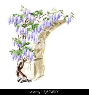 Antica architettura arck e Wisteria fiore albero. Illustrazione di acquerello disegnata a mano isolata su sfondo bianco Foto Stock