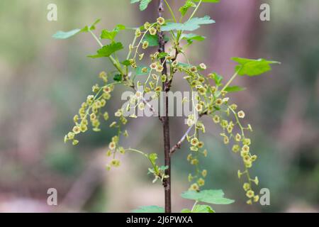 Primavera rosso currant fiori closeup fuoco selettivo Foto Stock