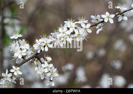 bianco fioritura del torno nero twig closeup fuoco selettivo Foto Stock