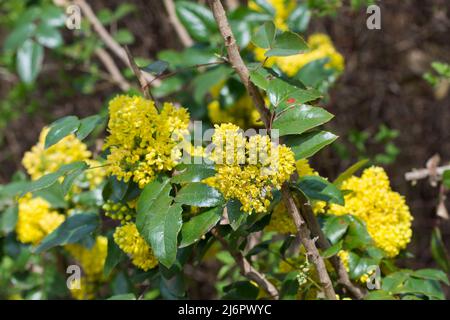 Mahonia aquifolium, Oregon uva giallo fiori closeup selettivo fuoco Foto Stock