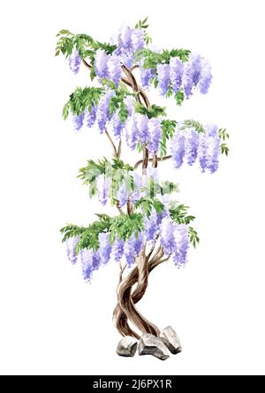 Albero di fiori di glicine, disegno a mano acquerello illustrazione isolato su sfondo bianco Foto Stock