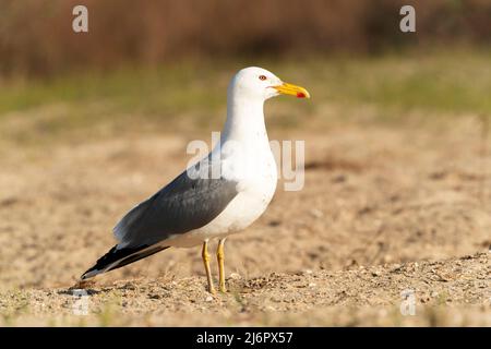 Gabbiano Caspio, Larus cachinnans, singolo adulto in piedi sul terreno, delta del Danubio, Romania, Europa Foto Stock