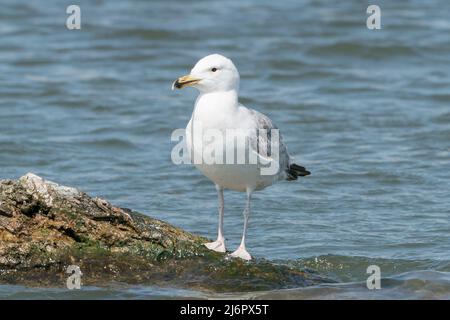 Gabbiano Caspio, Larus cachinnans, singolo giovanile in piedi sul terreno, delta del Danubio, Romania, Europa Foto Stock