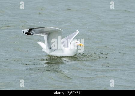 Gabbiano Caspio, Larus cachinnans, singolo adulto che nuota sull'acqua, delta del Danubio, Romania, Europa Foto Stock