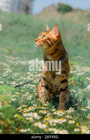 Gatto bengala in un'imbragatura tra fiori camomilla in un prato. Foto Stock