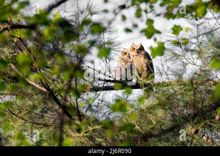 Gufi grandi del Horned del bambino (Bubo virginianus) - Brevard, Carolina del Nord, Stati Uniti Foto Stock