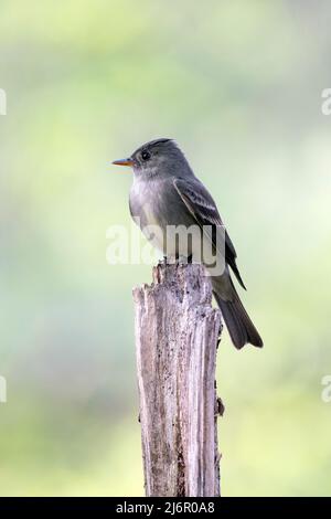 Eastern Wood Pewee (Contopus virens) - Brevard, Carolina del Nord, Stati Uniti Foto Stock