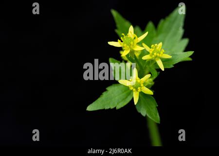 Coppa di Buttercup con cappuccio (Ranunculus recurvatus) - Hendersonville, Carolina del Nord, Stati Uniti Foto Stock