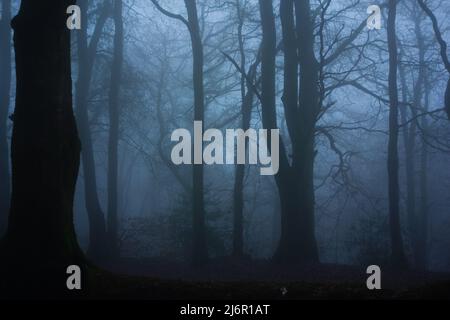 nebbia di mattina presto con gli alberi di inverno Foto Stock