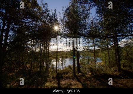 sole di mattina presto attraverso i pini con un chiaro cielo blu e il sole scoppiano su un lago blu Foto Stock
