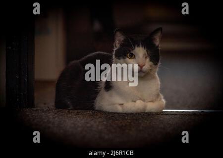 Gatto bianco nero peloso al coperto in camera grigio scuro Foto Stock