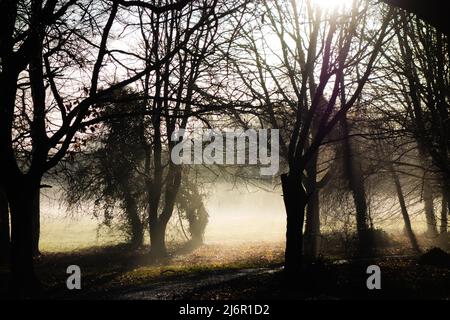 nebbia invernale al mattino presto con alberi che si presentano sullo sfondo con campi Foto Stock