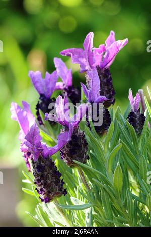 primo piano di bella viola lavandula stoechas fiori su uno sfondo naturale sfocato, vista laterale Foto Stock